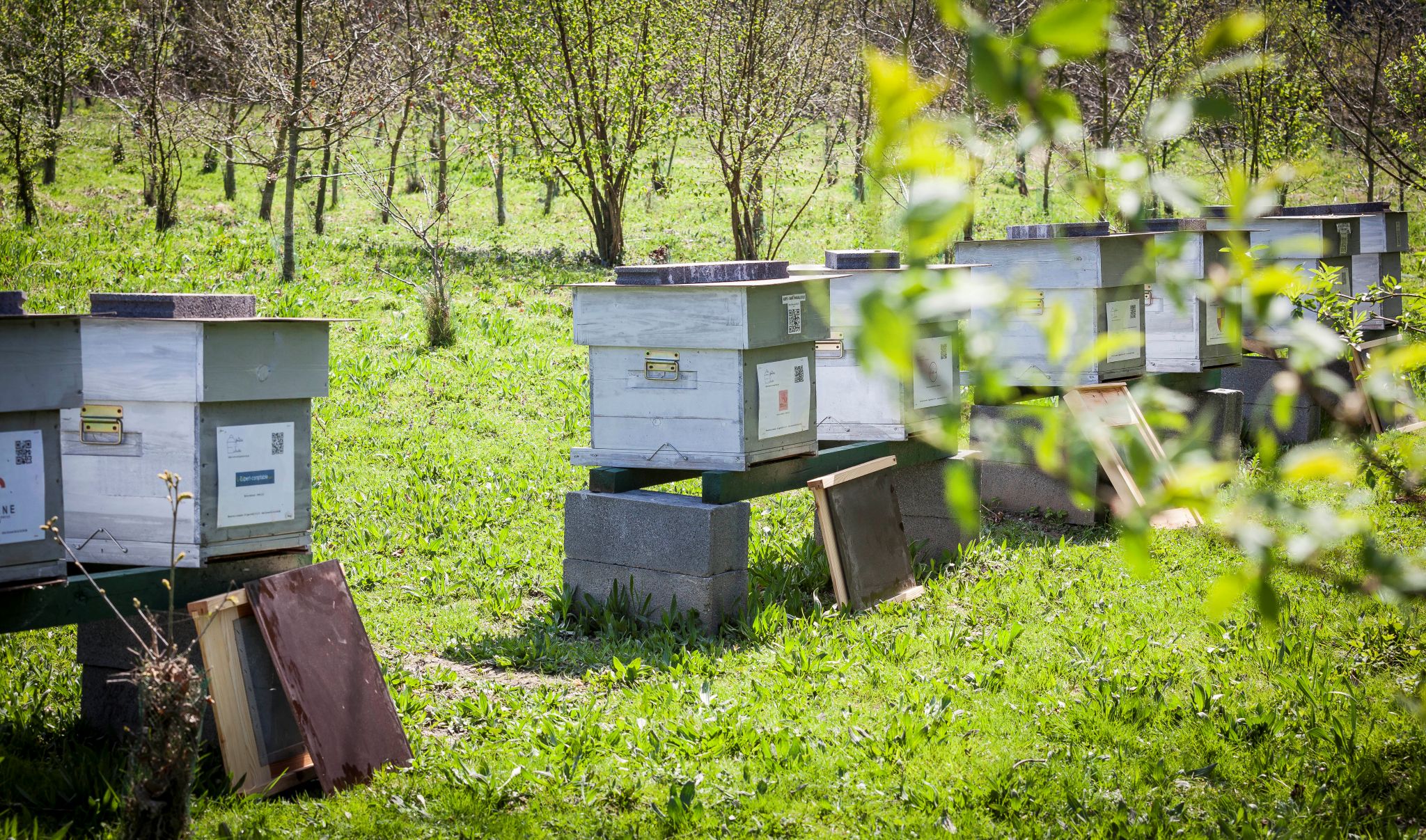 abeilles en Pévèle 22